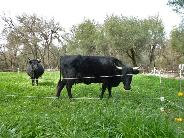Dexter Cattle – The Ideal Family Cow